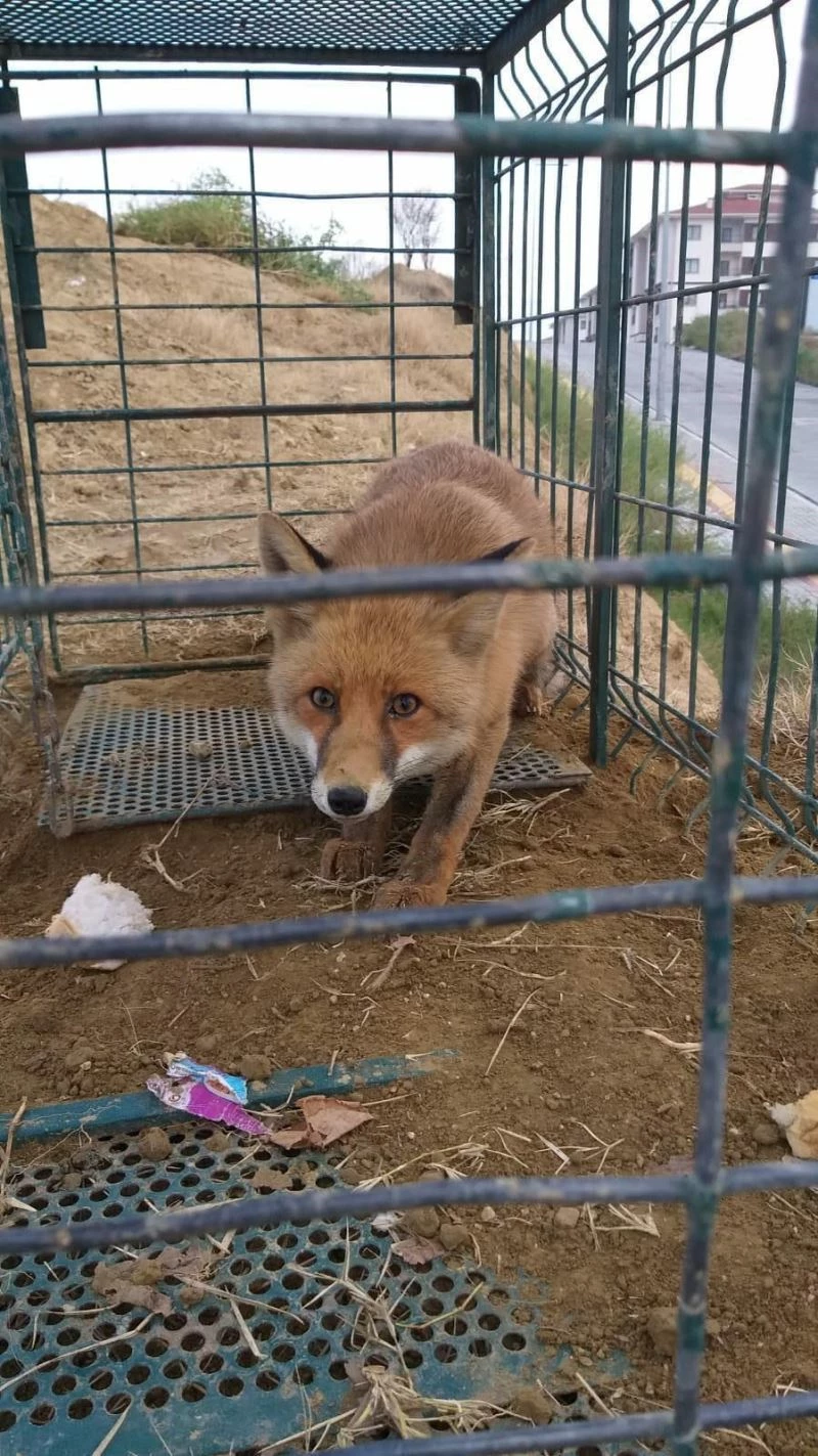 Başıboş köpekler için kurulan tuzak kafesinden tilki çıktı

