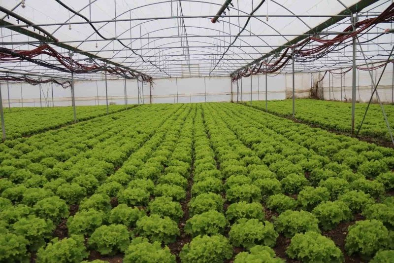 Kışlık marullar sofrayla buluşmak için gün sayıyor
