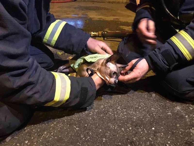 Suni teneffüs ve kalp masajıyla kediyi hayata döndüren itfaiye eri: “Nefesini hissettiğimde bir umut oldu”
