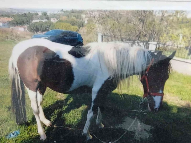 6 aylık çalışma sonunda çalınan atını buldu
