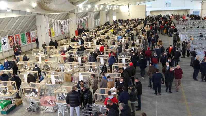 7 farklı ülkeden hakemlerin yer aldığı festivalde 10 bine yakın güvercin sergilendi

