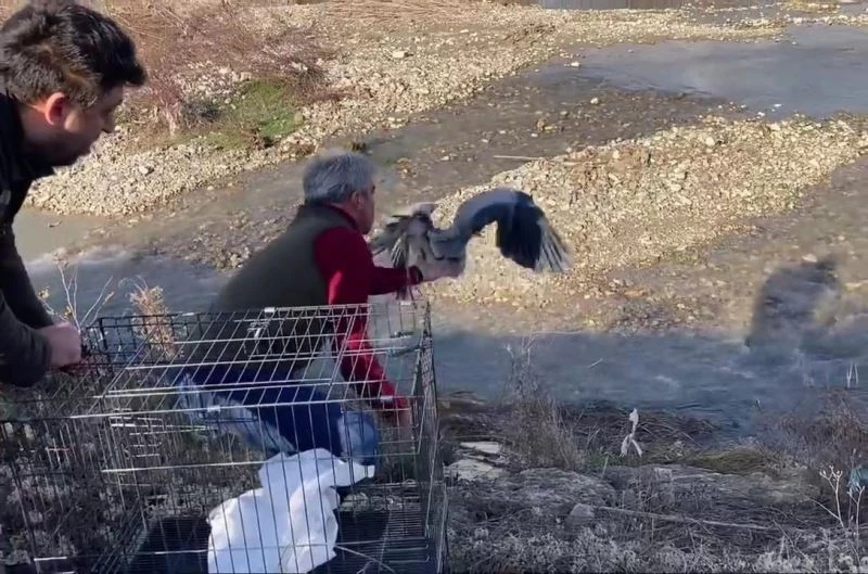 Tedavisi tamamlanan gri balıkçıl doğaya salındı
