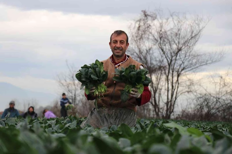 Sonbaharın gözde sebzesi ıspanakta hasat zamanı
