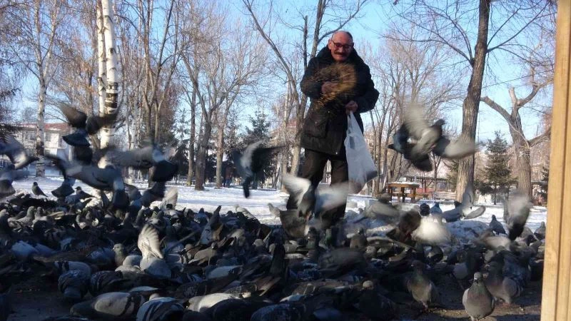 Güvercinleri soğuk günlerde her gün besliyor
