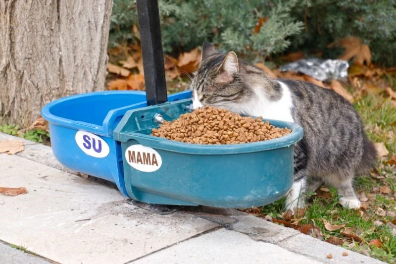 Elazığ Belediyesi sokak hayvanları için üniversite kampüsüne beslenme otomatı bıraktı
