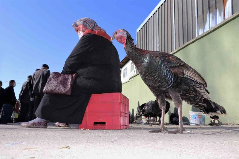 Eflani hindisi pazarda görücüye çıktı
