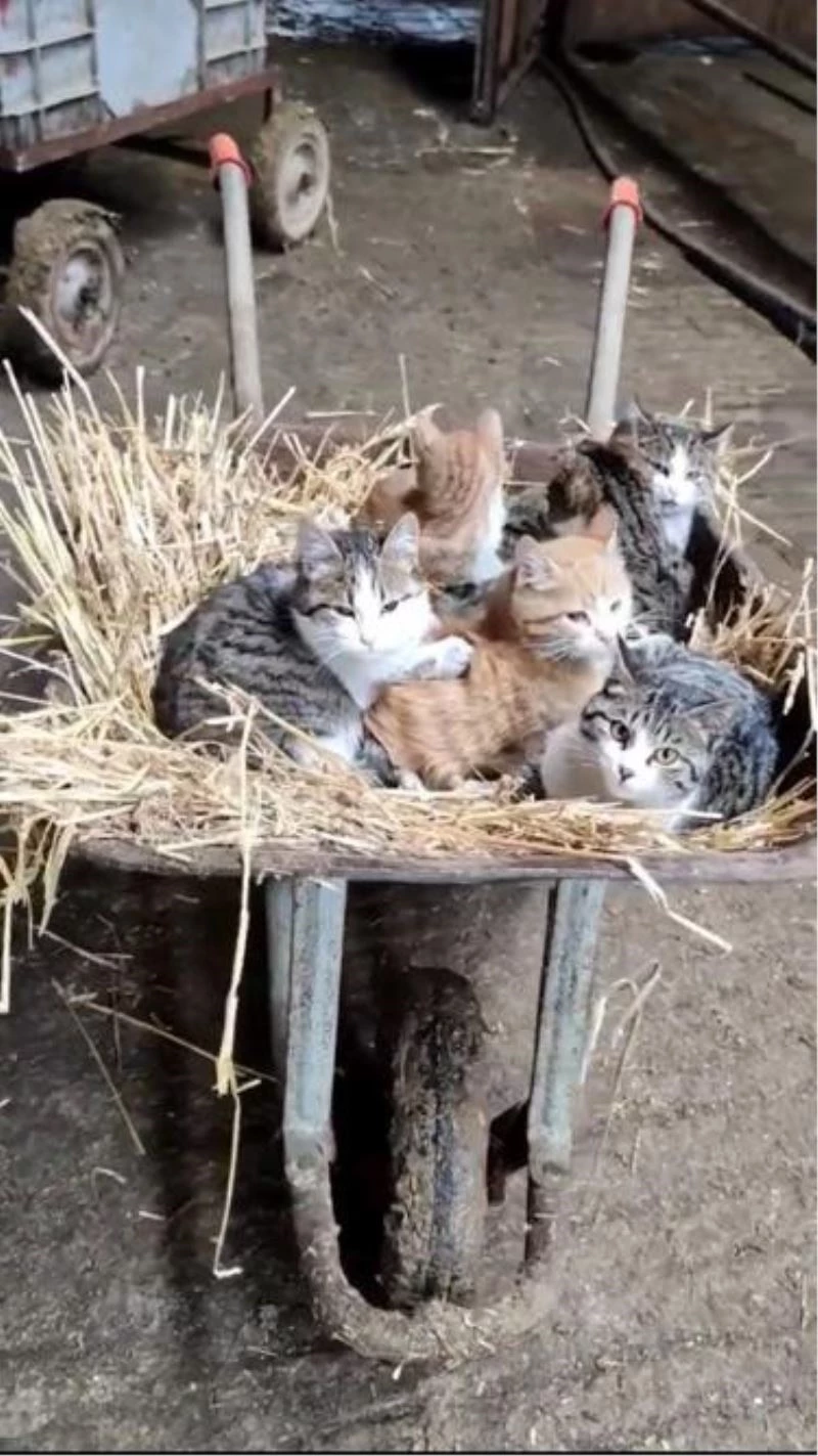 El arabasının içinde yatan kediler görenleri gülümsetti
