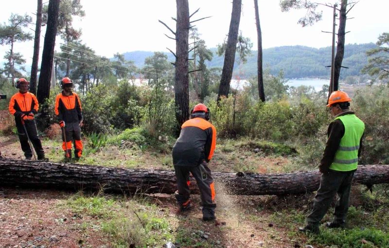 Kuraklığın vurduğu kızılçamlar kesiliyor
