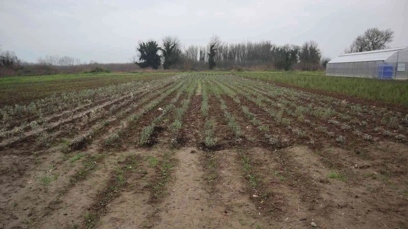 Düzce’de 10 bin tıbbı aromatik bitki dikildi
