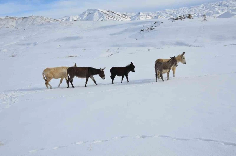 Şırnak’ta eksi 22 derecede yaylaya terk edilen hayvanlara, kaymakamlık ile tarım ve orman müdürlüğü sahip çıktı
