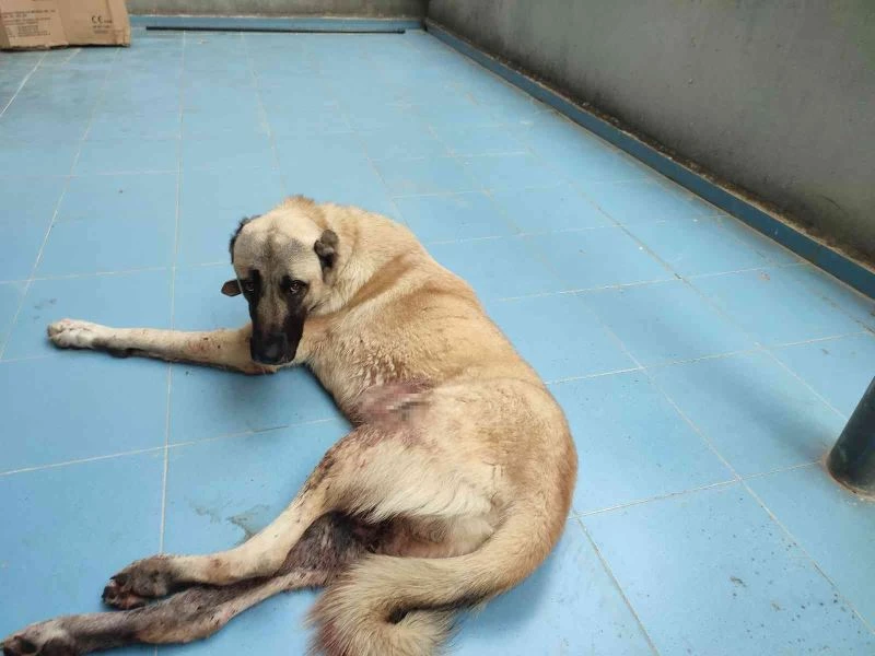 Silahla yaralanan köpeğin sahibinden tepki
