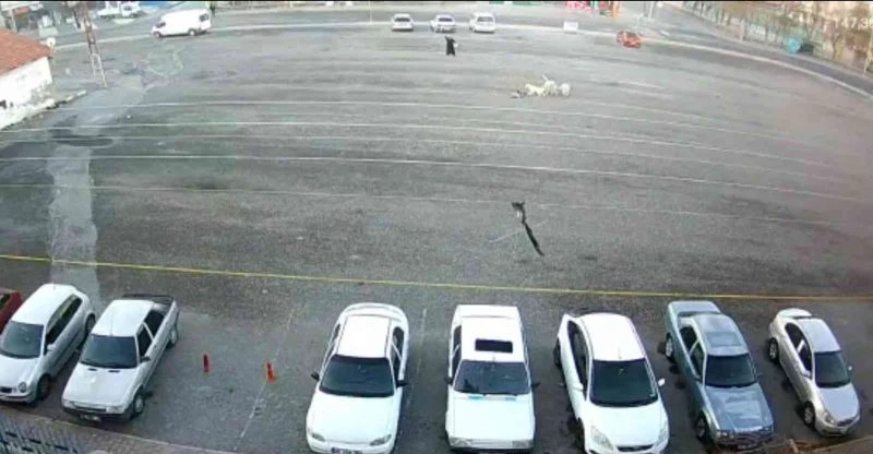 Köpeklerin saldırdığı çocuğu canı pahasına kurtardı
