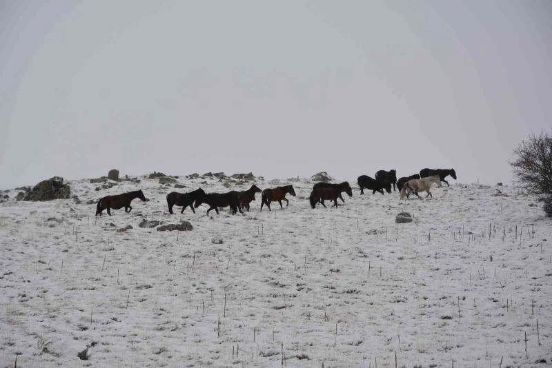  Kar altında yem arayan yılkı atlarını İHA görüntüledi
