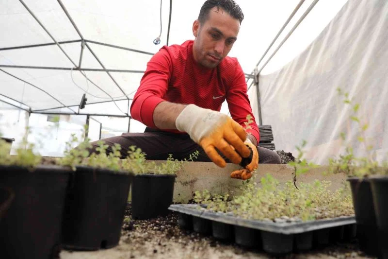 Manavgat’ı yeşillendirmek için fideler üretiliyor
