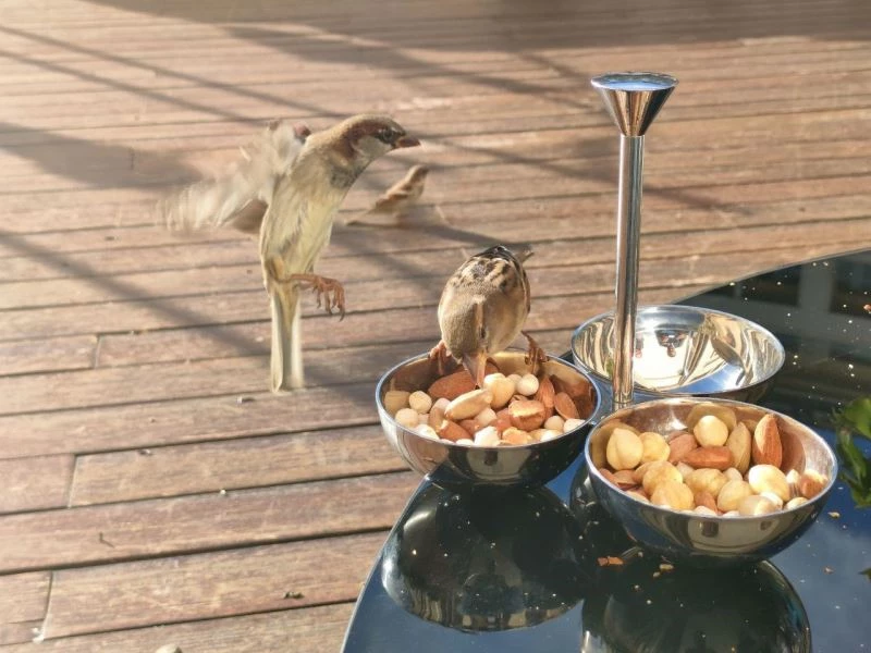 Serçelerin kuruyemiş keyfi
