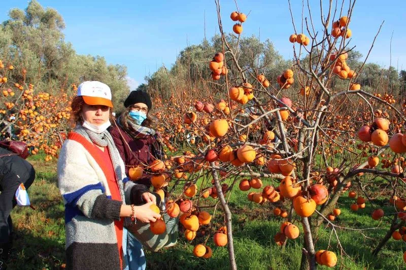Trabzon hurması ihtiyaç sahipleri için hasat edildi
