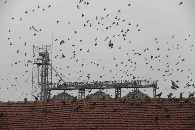 Soğuk havada yiyecek bulamayan yüzlerce güvercin silolara hücum etti
