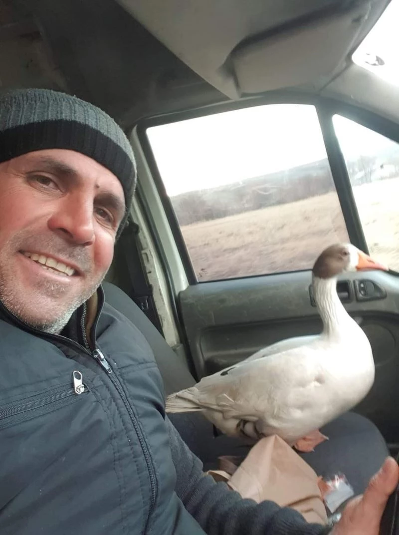 Vatandaşın yolda bulduğu ve aracına aldığı kaz ile şiveli diyaloğu güldürdü
