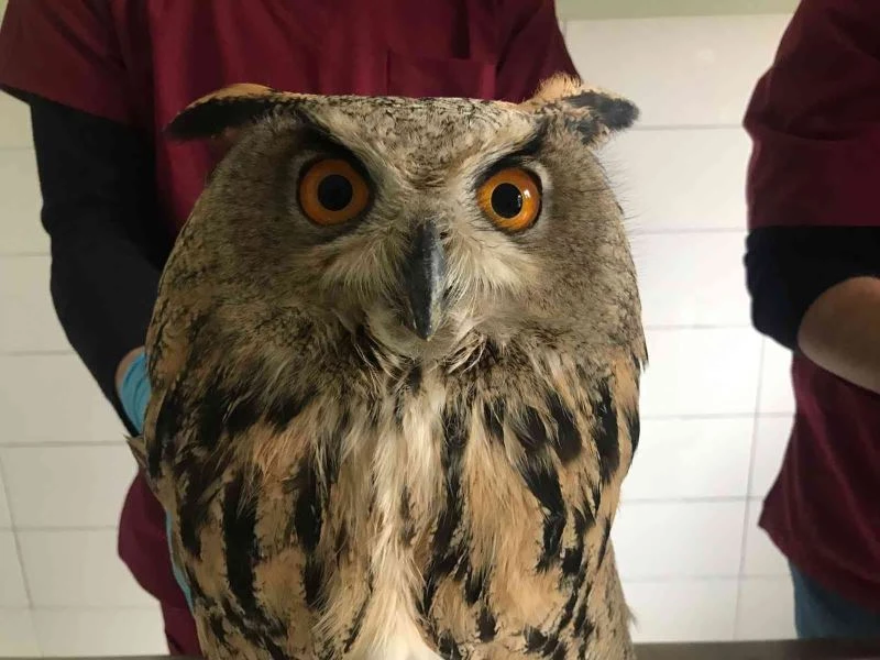 Yaralı halde bulunan kulaklı orman baykuşları tedavi altına alındı
