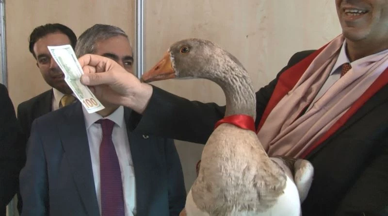 Kazlar podyuma çıktı, en güzeli 100 doları kaptı
