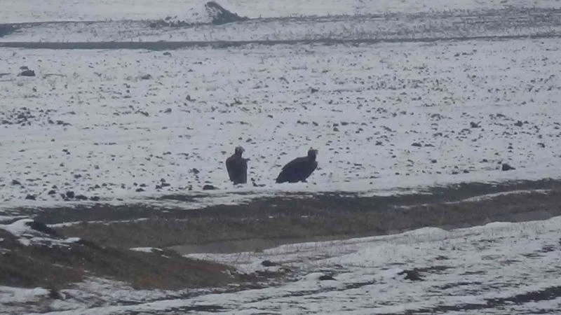 Göç yolunda yorulan akbaba çifti Kars’a indi
