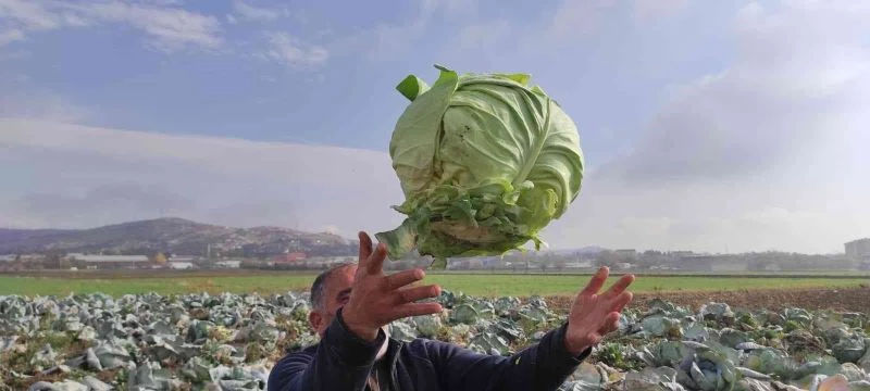 50 kilogramlık lahana üretti, Ukrayna ve Belçika’dan alıcı buluyor
