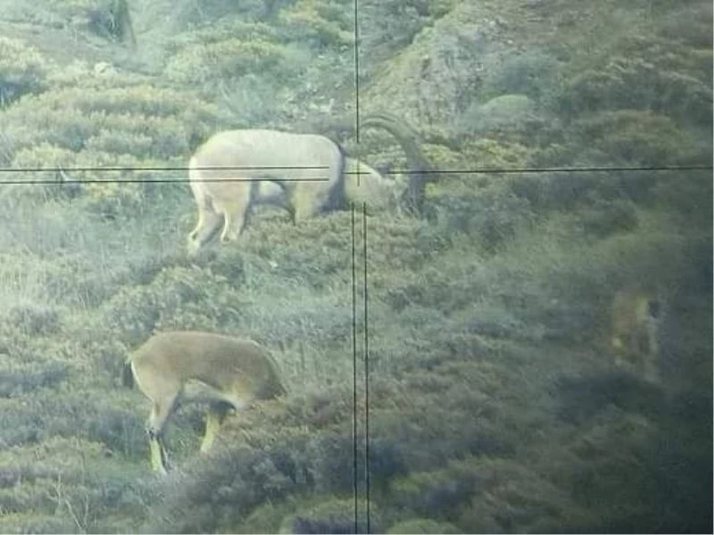 Ordu’da çengel boynuzlu yaban keçisi sayısı arttı
