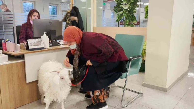 Sahibiyle birlikte vergi yatırmaya gelen sevimli keçi ilgi odağı oldu
