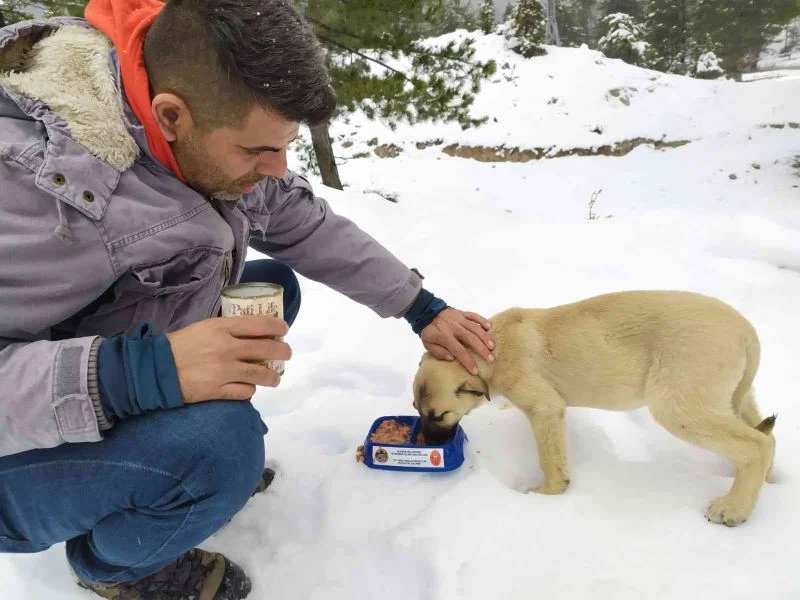Alanya’nın karlı yaylalarında sokak hayvanlarına mama desteği
