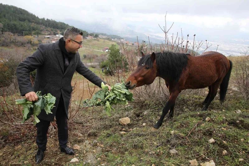 Karla kaplanan Spil’deki yılkı atlarına şefkat eli
