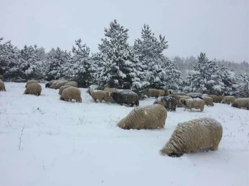 Karda yayılan koyunlar ilginç görüntüler oluşturdu
