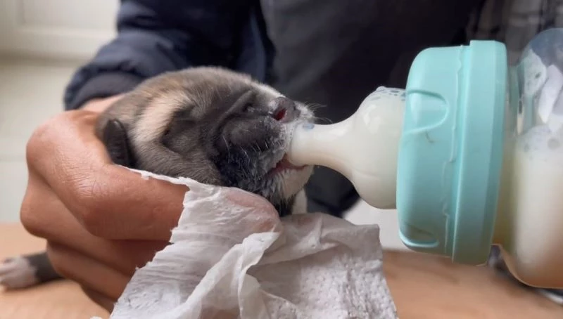 Çalıların arasında bulduğu yavru köpeği biberonla besledi
