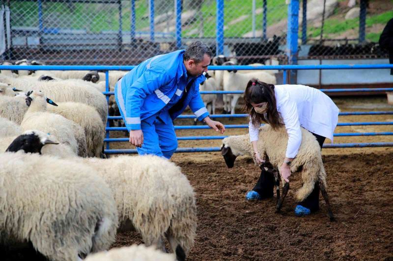 ADÜ Veteriner Fakültesi öğrencileri Sakız Koyunu Çiftliği’nde ders yaptı

