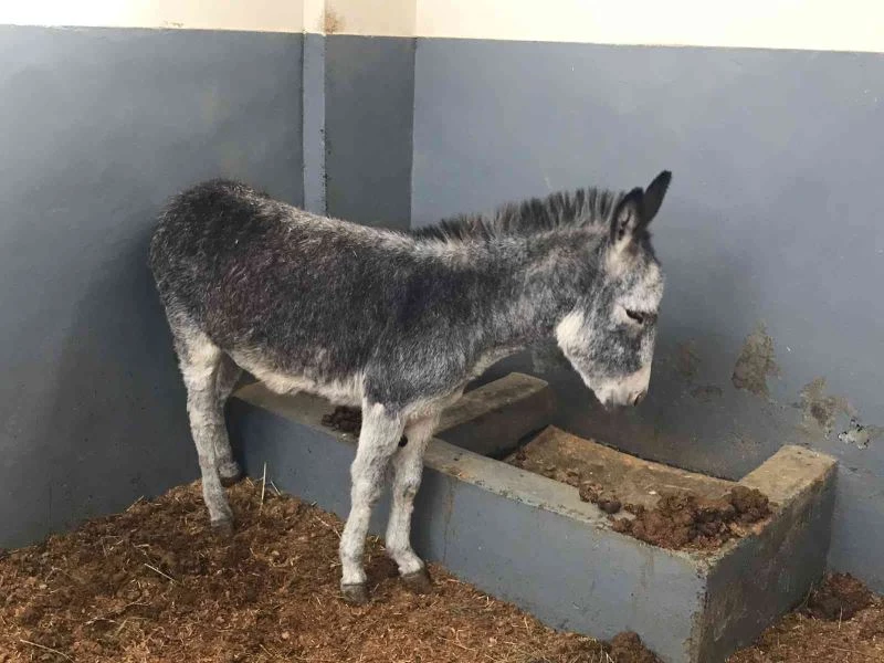 Kurt ve köpek saldırısı sonucu yaralanan sıpa, sağlığına kavuştuğu hayvan hastanesinin maskotu haline geldi
