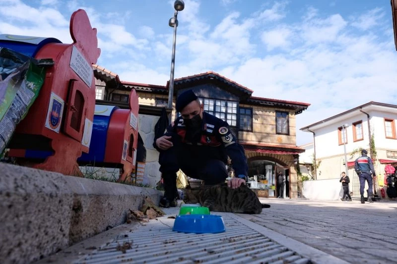 Sokak kedileri jandarma korumasında
