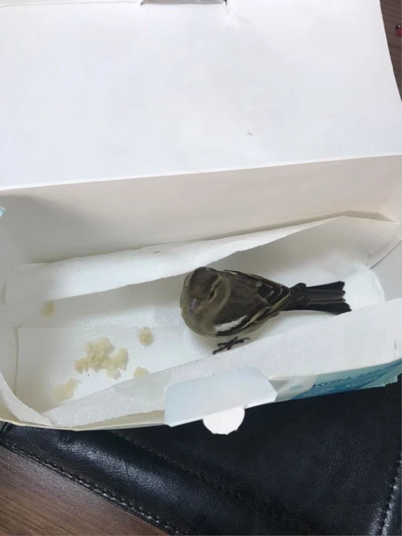 Yaralı kuşun yardımına polis memuru koştu
