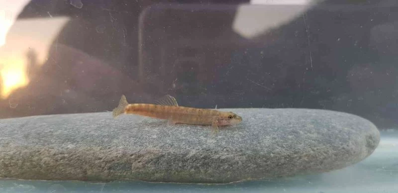 Yarım asırdır görülmeyen balık türü Batman’da görüldü
