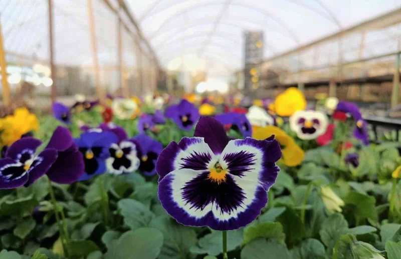 Akdeniz rengarenk çiçeklerle donatılacak
