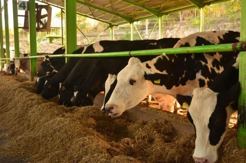 Sütte fiyat artışının sebebi besiciler değil
