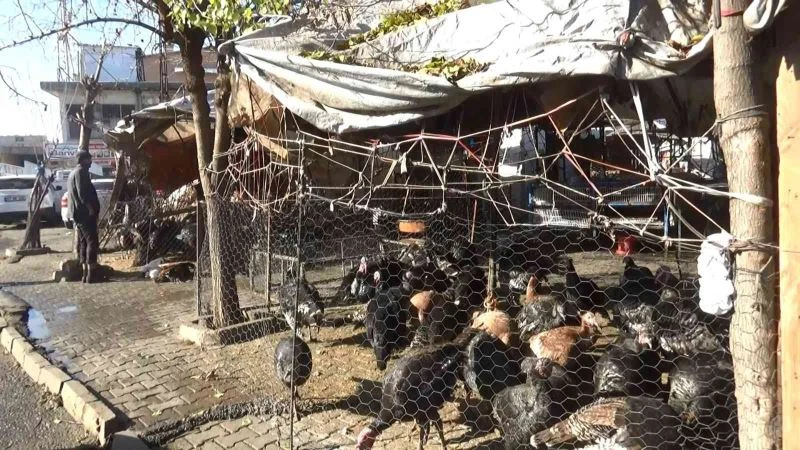 Yılbaşı öncesi hindiler de stokçulardan nasibini aldı
