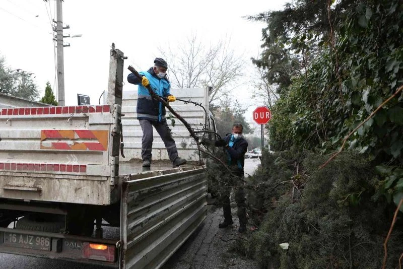 (Özel) Bursa’da budanan ağaçların atıkları toprağa geri dönüyor
