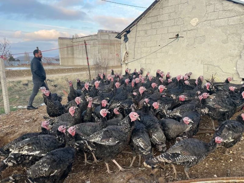 Yılbaşı öncesi yurt dışına 15 bin adet hindi gönderdi
