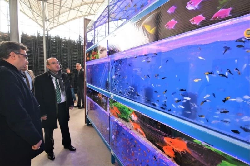 Sandıklı’da jeotermal suyla tropikal türde balık üretimine başlandı
