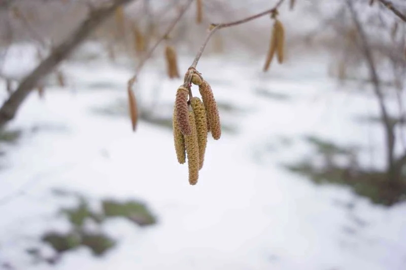 Ferrero Fındık’tan Aralık ayında tarımsal uygulama önerileri
