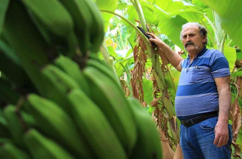 Tescilli Erdemli muzu geçim kaynağı oldu
