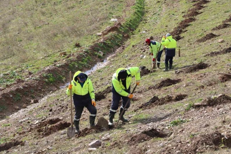 İlimtepe dolgu alanına 20 bin fidan
