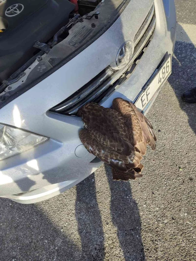 Araç panjuruna sıkışan yabani şahini jandarma kurtardı
