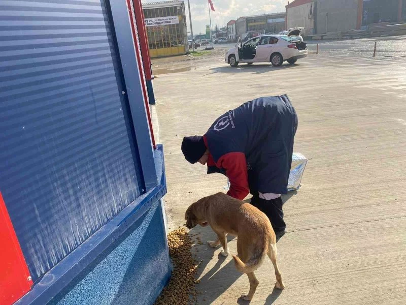 Sokak hayvanlarını elleriyle beslediler
