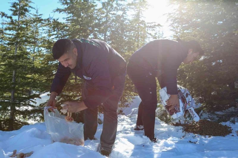 Toros dağlarında yaban hayvanlarına yem
