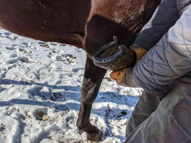 Çıldır Gölü’nde atlara 